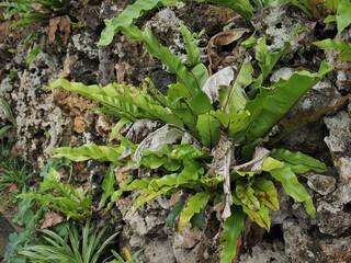 沖縄県･波照間島･オオタニワタリ