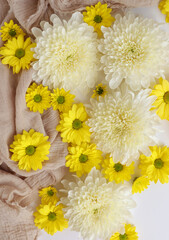 White and yellow chrysantemum flower, dahlia flat lay photo. Autumn flowers on white background, social media photo, commercial instagram photo