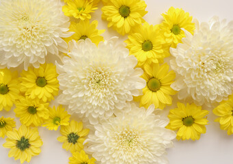 White and yellow chrysantemum flower, dahlia flat lay photo. Autumn flowers on white background, social media photo, commercial instagram photo