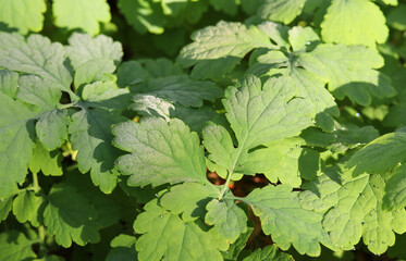 Celandine leaves close up with morning dew.