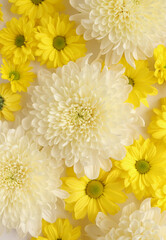 White and yellow chrysantemum flower, dahlia flat lay photo. Autumn flowers on white background, social media photo, commercial instagram photo