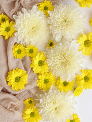 White and yellow chrysantemum flower, dahlia flat lay photo. Autumn flowers on white background, social media photo, commercial instagram photo