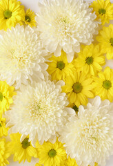 White and yellow chrysantemum flower, dahlia flat lay photo. Autumn flowers on white background, social media photo, commercial instagram photo