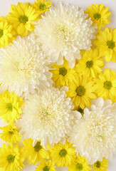 White and yellow chrysantemum flower, dahlia flat lay photo. Autumn flowers on white background, social media photo, commercial instagram photo