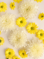 White and yellow chrysantemum flower, dahlia flat lay photo. Autumn flowers on white background, social media photo, commercial instagram photo