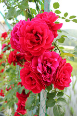 red rose vine in nature background .