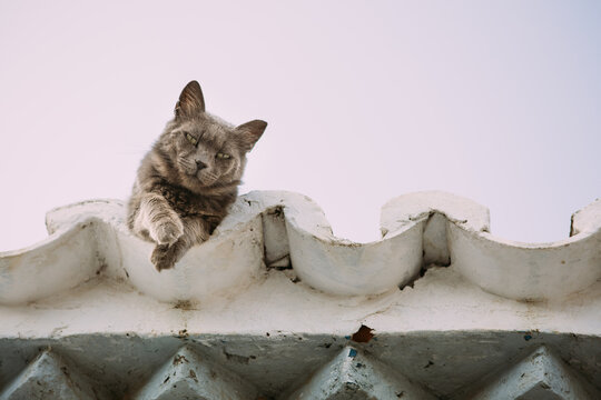Cat on the roof