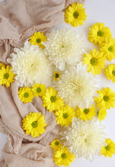 White and yellow chrysantemum flower, dahlia flat lay photo. Autumn flowers on white background, social media photo, commercial instagram photo