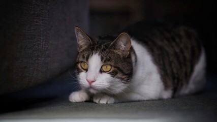 Naklejka premium Tabby Cat 