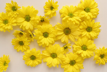 White and yellow chrysantemum flower, dahlia flat lay photo. Autumn flowers on white background, social media photo, commercial instagram photo