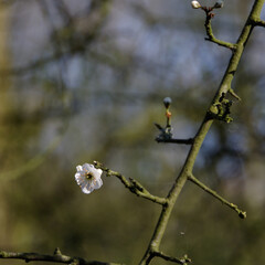 spring flower blossoming 
