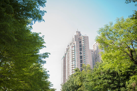 Modern behide forest