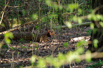 squirrel in forrest in amsterdam