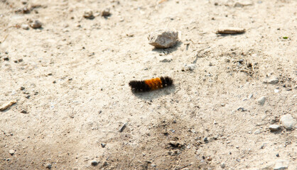 Wooly Bear. Fuzzy Caterpillar on sand. Yellowstone.
