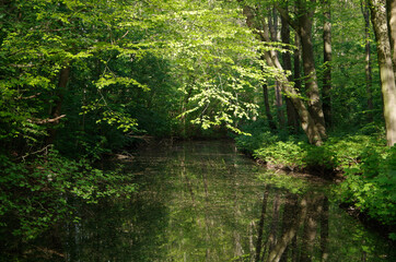 Fototapeta na wymiar nature in Amsterdamse bos