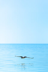 Wild Pelicans in Monkey Mia, Spain.