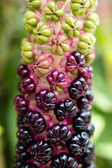 Close up of gradient in beautiful berries