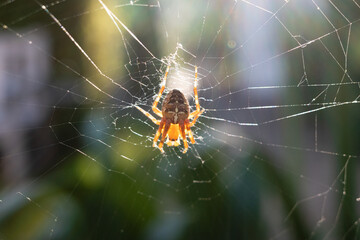 spider in web during golden hour