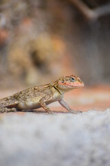 The Bengal monitor (Varanus bengalensis) or common Indian monitor, is a monitor lizard found widely distributed over the Indian Subcontinent, as well as parts of Southeast Asia and West Asia