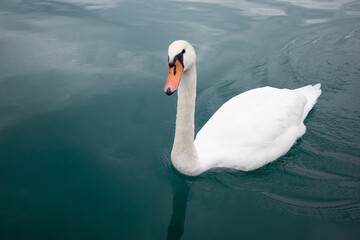 swan in clear blue Austrian lake