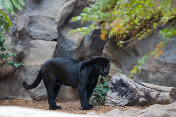 Fototapeta na wymiar black panther on the background of gray rock in the zoo