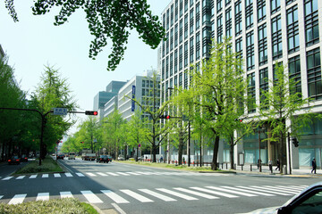 Fototapeta premium 新緑の御堂筋