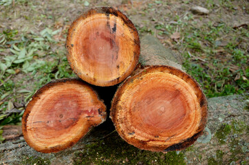 bunch the red brown chopped the chunk tree in the garden.