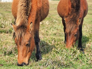 Fototapeta premium 沖縄県･与那国島･東崎
