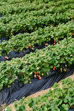 Picking strawberry
