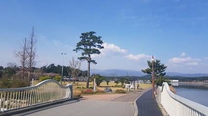 Fototapeta premium trees in the park, trip to korea