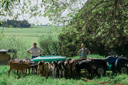 Farmers feeding dairy calves