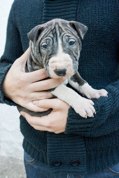Shar Pei puppy in arms