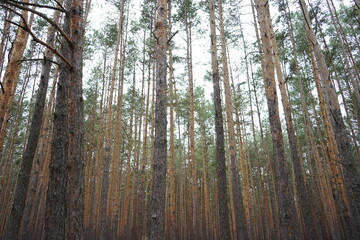landscape autumn dense pine forest in the afternoon
