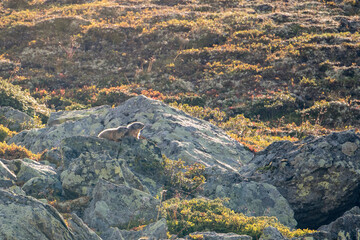 wild marmot in Engadine, Swiss Alps