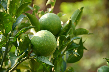 the pair of green ripe orange with leaves and branch in the garden.