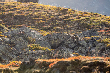 Fototapeta na wymiar wild marmot in Engadine, Swiss Alps