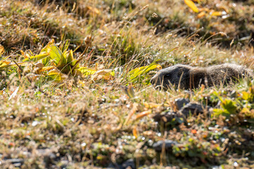 young wild marmot in Engadine, Swiss Alps