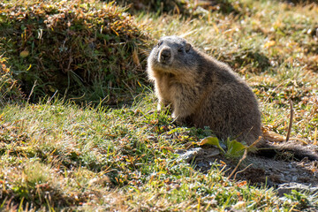 young wild marmot in Engadine, Swiss Alps