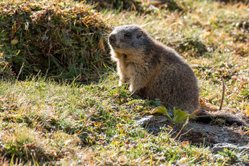 young wild marmot in Engadine, Swiss Alps