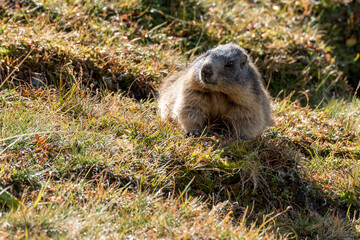 young wild marmot in Engadine, Swiss Alps