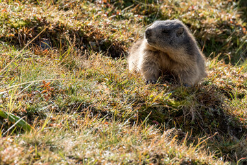 young wild marmot in Engadine, Swiss Alps