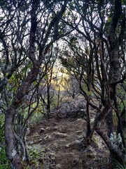 Obraz premium trees in the forest