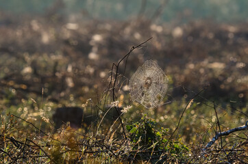 SPIDER WEB - Autumn in a forest clearing
