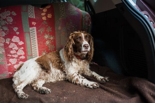 springer spaniel dog sitting in the boot of a car after going for a walk