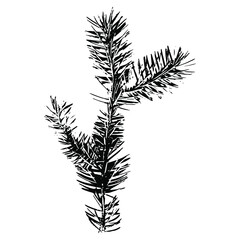 Imprint of a natural branch Christmas tree. Isolated silhouette on a white background. Suitable for New Year, Christmas, print, postcard, pattern, winter design. Botanical vector illustration.
