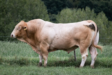 Blonde d'Aquitaine Bulle Stier mit Nasenring