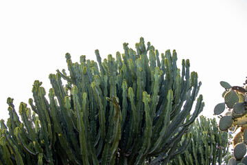 exotic green cactus in a botanical garden on a warm holiday day