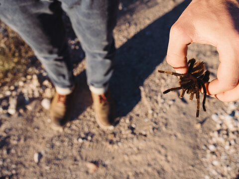 Tarantula Stock Photo
