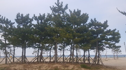 trees in the snow, trip to korea