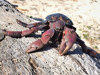 沖縄県･与那国島･ヤシガニ